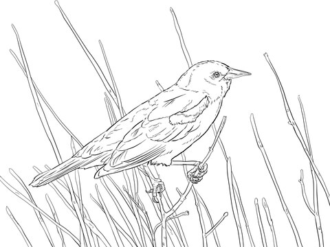 Red Winged Blackbird Perched On A Branch Coloring Page